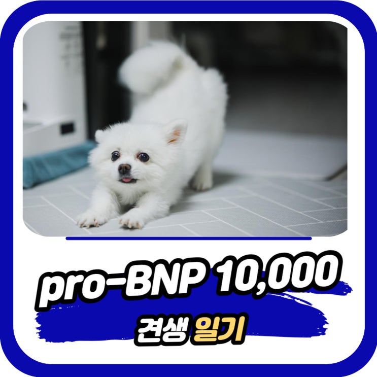  [견생일기] 강아지 심장비대증 급진전 되다