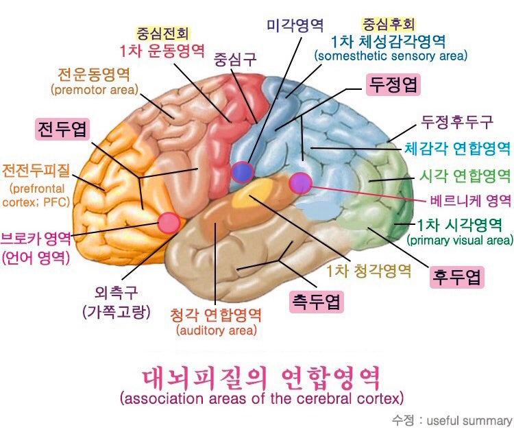 슬기로운 의사생활1 의학용어 정리 - 레프트 SVC, 시퀄레, 어세스, 이스케믹, 쿠사 (8/12 추가)