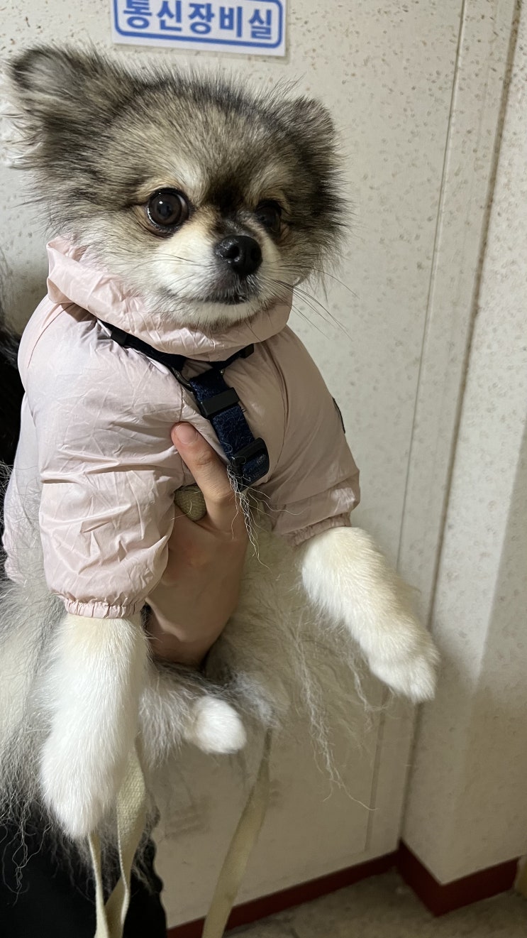  비 올때는 비옷입고 산책!