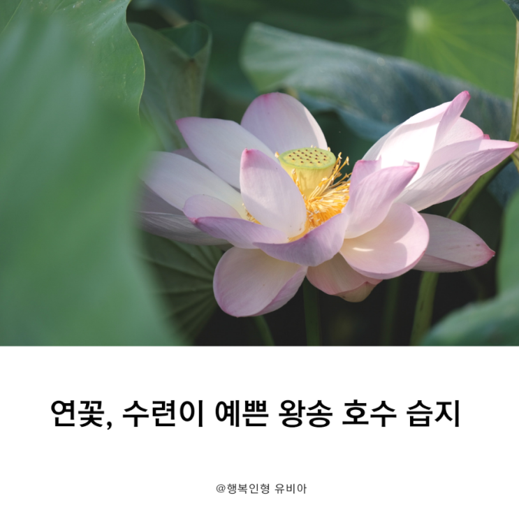  연꽃과 수련 보기 좋은 왕송호수 습지 주차 정보