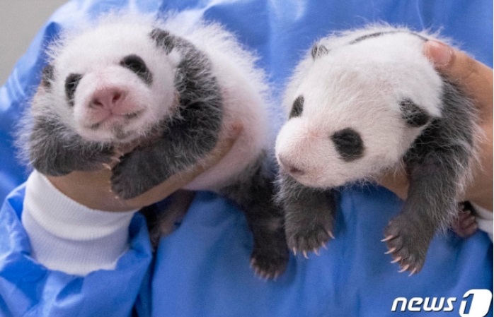 '대물림 카디건' 입고 살 포동…생후 한달 <b>쌍둥이</b> <b>판다</b> '꽉찬... 