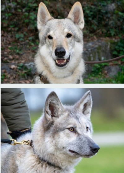늑대개 체코슬로바키안 울프독 분양 성격 키우기 : 네이버 블로그