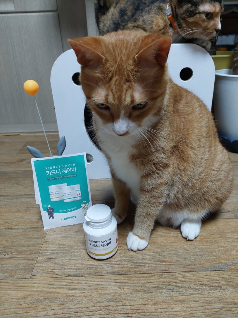 도와줘! 이거 정상인가요?? 우리 고양이 송곳니가 잇몸을 파고들고 있는데 너무 무서워요. 이게 정상인지 아닌지 모르겠고, 아닌 것  같아서 엄청 걱정돼요. 걔는 한 살이에요. : r/cats, image size:800x1067