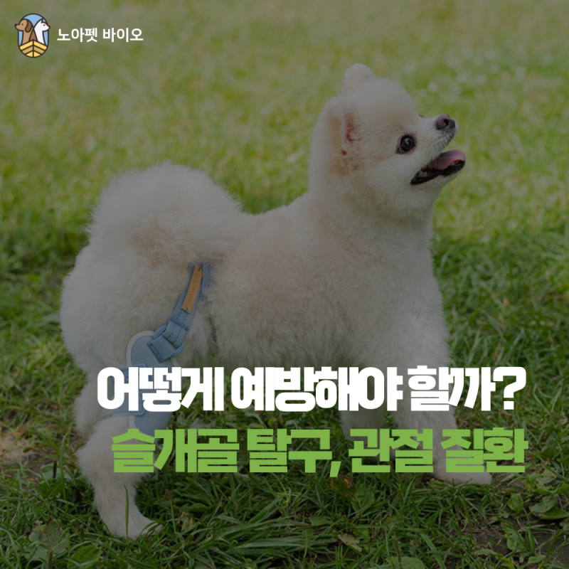 애견 관절 영양제 왜 미리 준비해야 할까? 슬개골탈구, 관절 질환