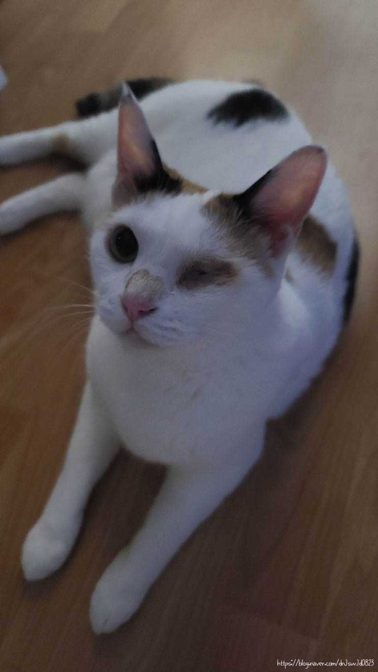  월간 고양이 일기- 7월호..