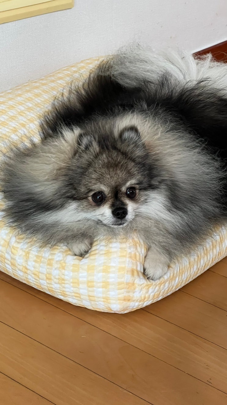  포복하고 있는 꾸꾸