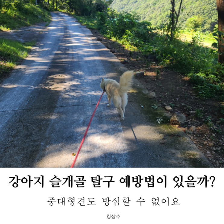  강아지 슬개골 탈구 예방법이 있을까? 슬개골 탈구의 원인은?