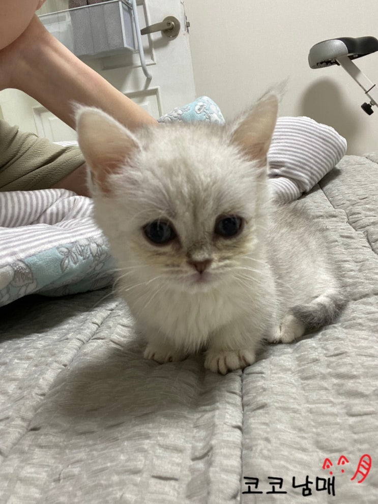  옛 사진 방출