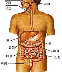  대사와 기능, 식이탄수화물은 어떻게 소화되고 흡수되며 스포츠경기력에 영향은