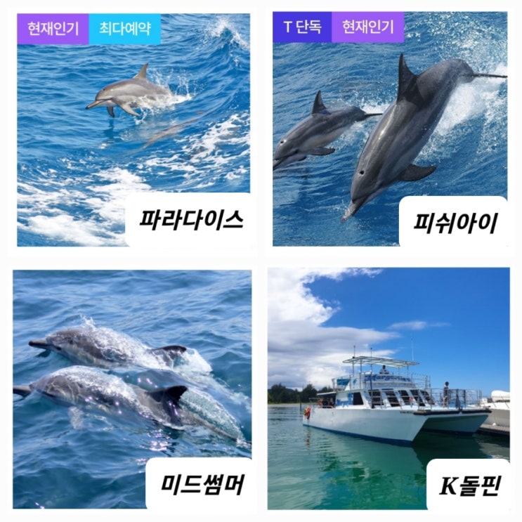  [괌]  파라다이스, 피쉬아이, 미드썸머, K돌핀크루즈 비교, 돌고래는 어디서 봐야 할까요?, T 멤버십