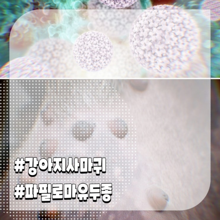  강아지 사마귀 뾰루지 원인 종류 파필로마 유두종 제거방법