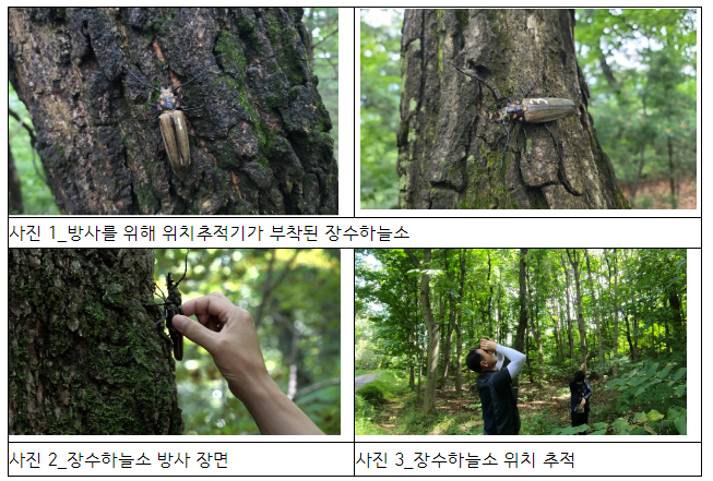 국립수목원, 6년 연속 장수하늘소 방사 추진 국립수목원, 6년 연속 장수하늘소 방사 추진