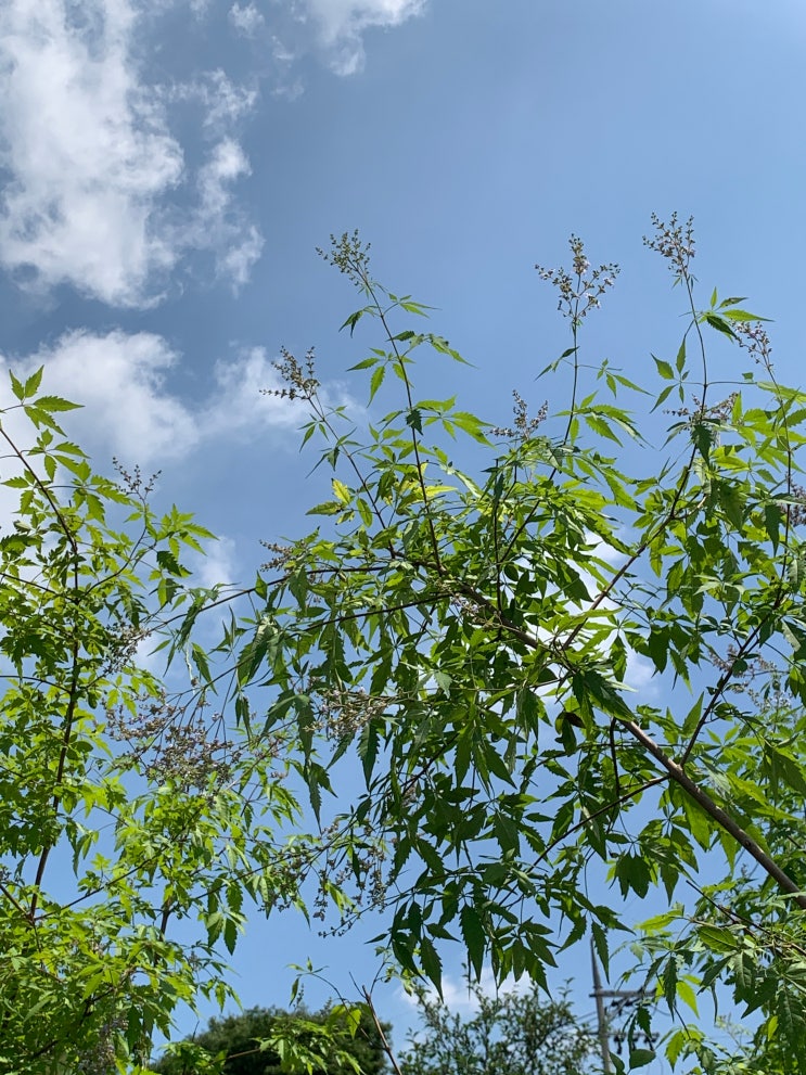  바이텍스 (Vitex negundo var. incisa) 관리 방법