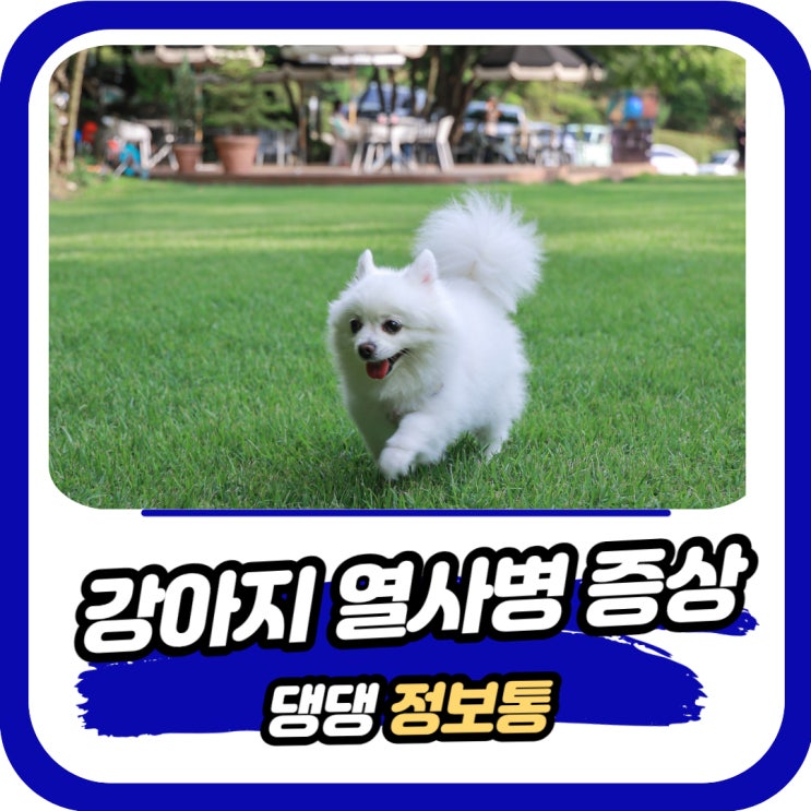  여름철 강아지 열사병 증상 응급처치와 예방법