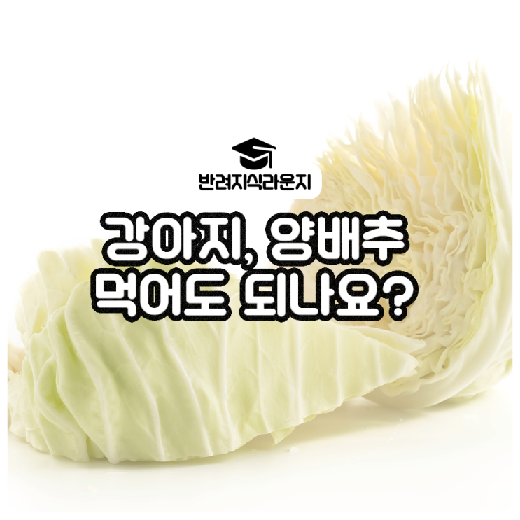 강아지 양배추 먹어도 되나요? 효능 및 주의할 점
