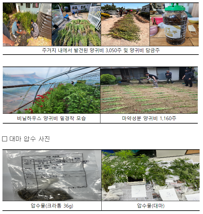 해경, 4개월간 대마·양귀비 집중 단속으로 불법 사범 311명 적발, 양귀비 약 1만7천 주 압수 해경, 4개월간 대마·양귀비 집중 단속으로 불법 사범 311명 적발, 양귀비 약 1만7천 주 압수