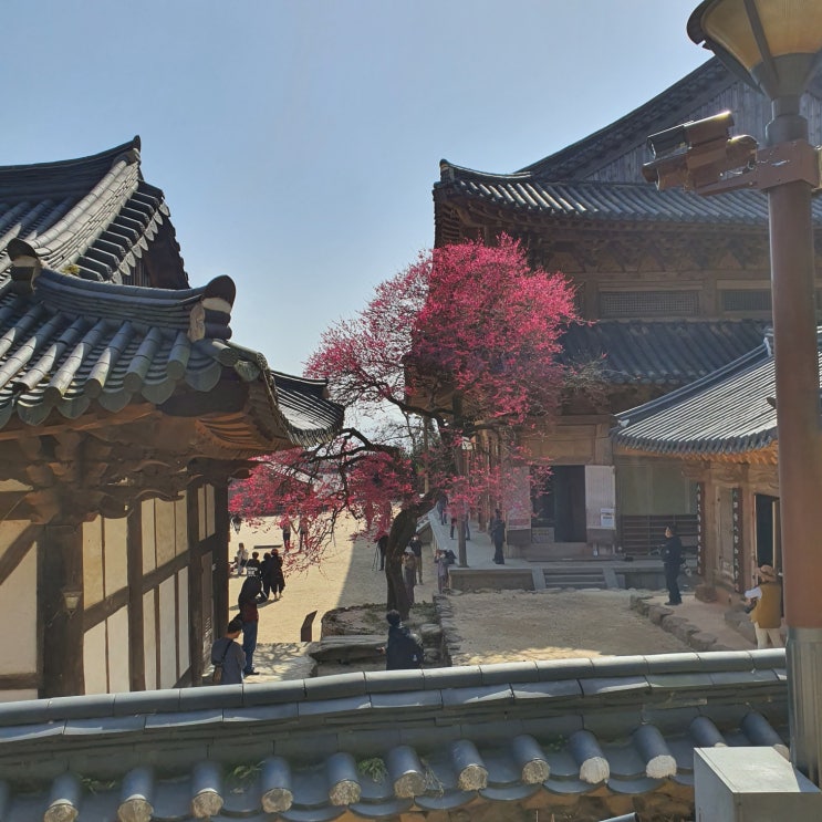  구례 화엄사 홍매화