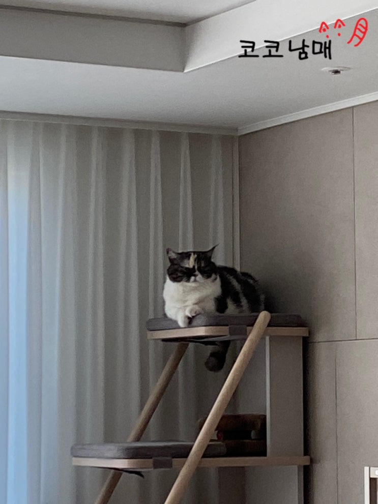  세계 고양이의 날
