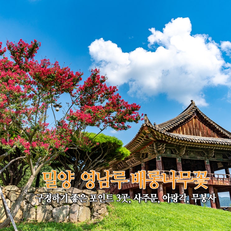 밀양 영남루 배롱나무 꽃 구경 포인트 3곳 - 사주문, 아랑각, 무봉사