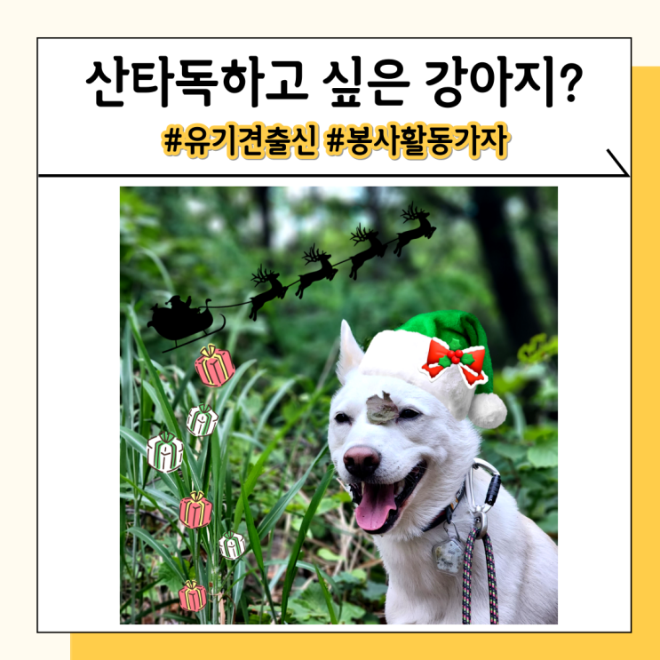 산타독 봉사활동 하러 갈 유기견 출신 강아지들 모두 모여라 산타독 봉사활동 하러 갈 유기견 출신 강아지들 모두 모여라