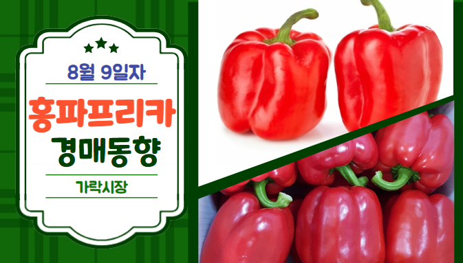  [경매사 일일보고] 8월 9일자 가락시장 홍파프리카 경매동향을 살펴보겠습니다!