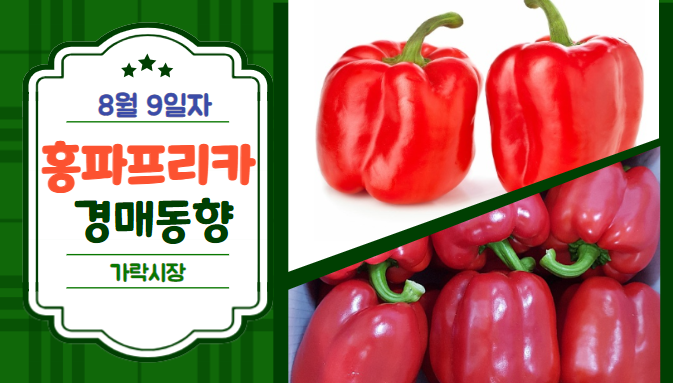 [경매사 일일보고] 8월 9일자 가락시장 홍파프리카 경매동향을 살펴보겠습니다!