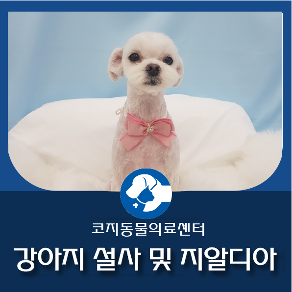  강아지가 밥을 안 먹어요, 강아지 장염 치료한 다미