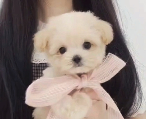  서산강아지분양 건강하게 평생 함께 해