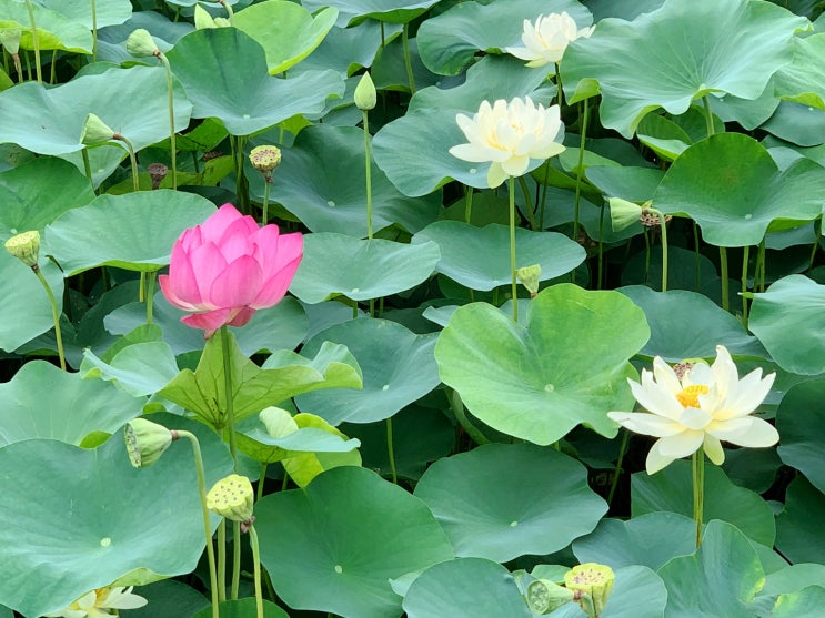  경주연꽃단지 동궁과월지 연꽃단지 : 여름경주여행, 연꽃피는시기, 주차장 정보, 입장료.