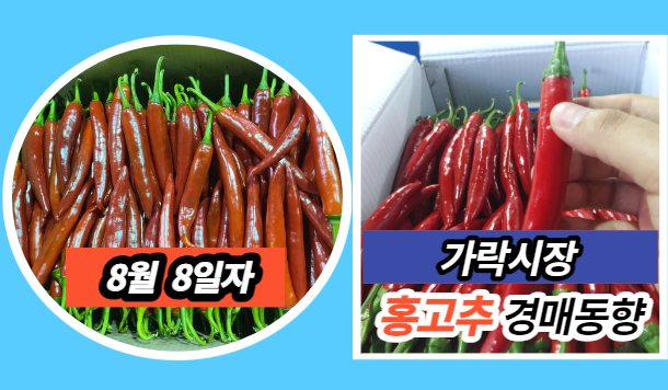  [경매사 일일보고] 8월 8일자 가락시장 홍고추 경매동향을 살펴보겠습니다!