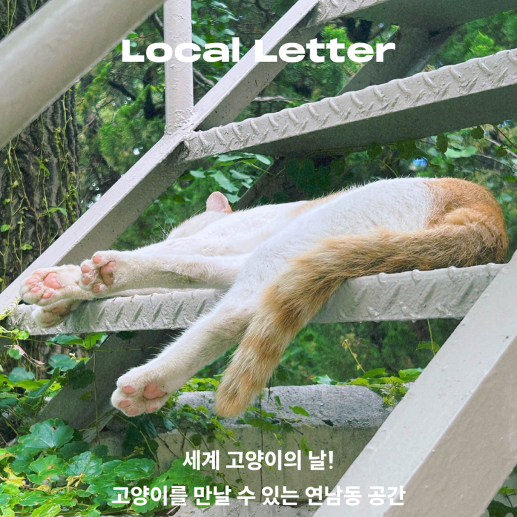  [Local Letter] 세계 고양이의 날! 고양이를 만날 수 있는 연남동 공간