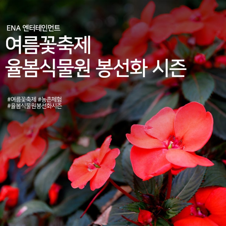 여름꽃축제 추천! 율봄식물원 봉선화 시즌