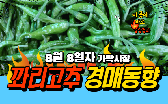  [경매사 일일보고] 8월 8일자 가락시장 꽈리고추 경매동향을 살펴보겠습니다!
