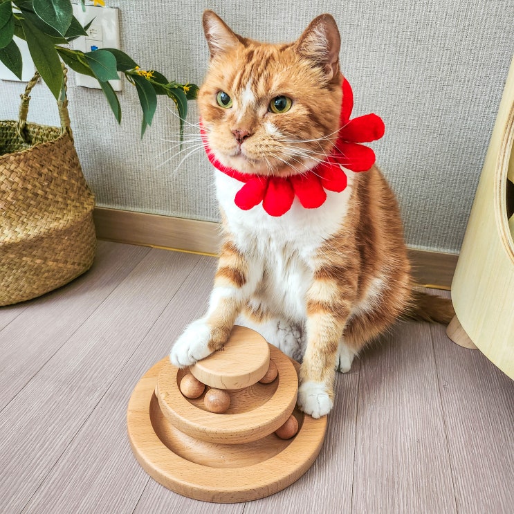  고양이 장난감 추천 혼자 있는 반려묘 분리불안 해소 위한 펫토룸