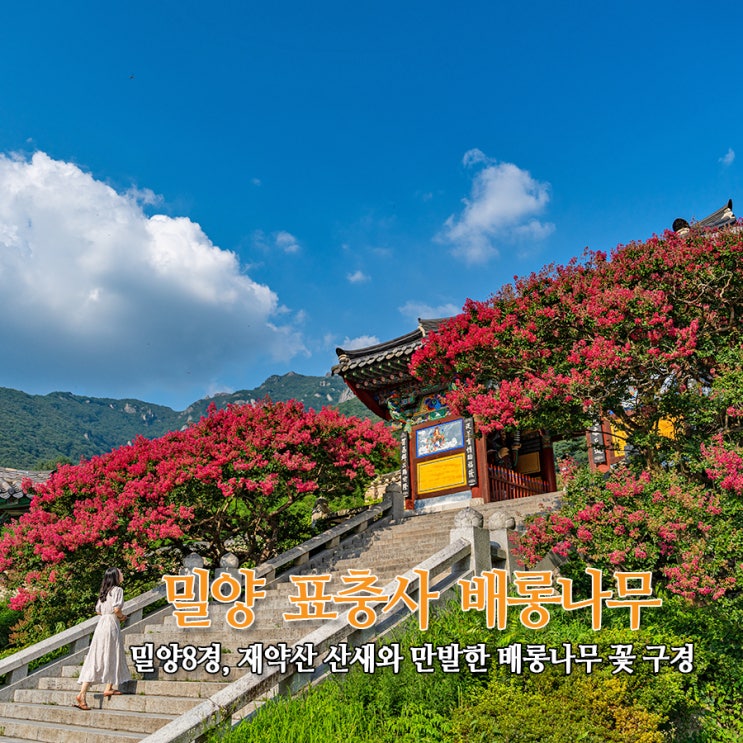  밀양 표충사 배롱나무, 밀양8경 - 재약사 산새와 만발한 배롱나무 꽃 구경