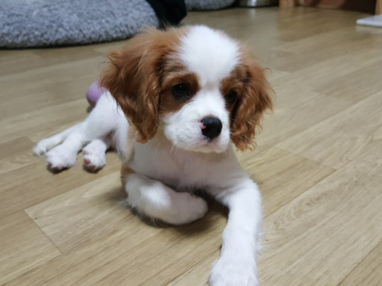  누구든 한번 보면 사랑에 빠질 수 밖에 없어. 아기 강아지