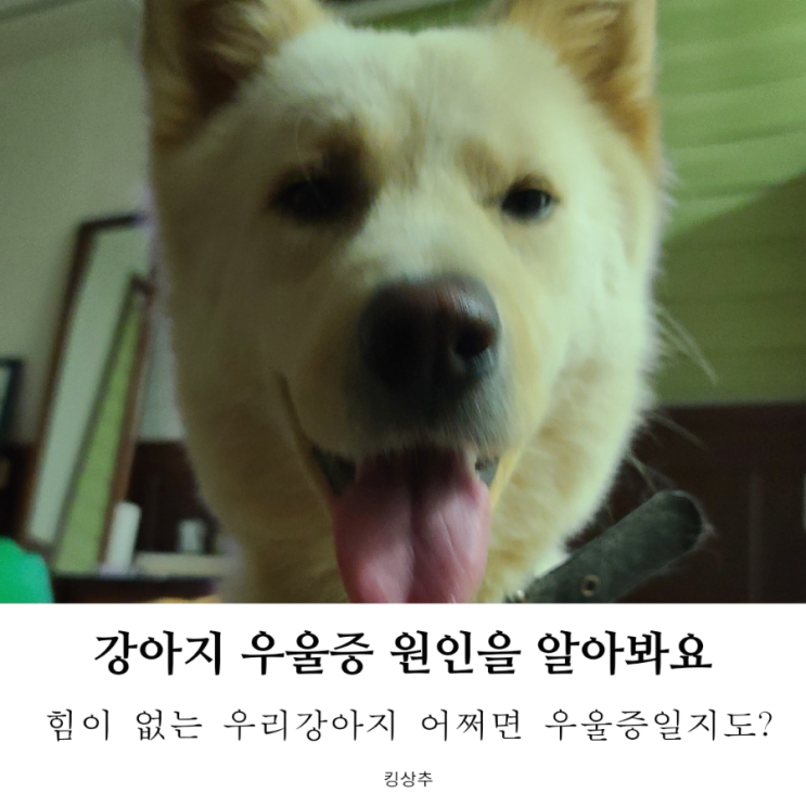  부쩍 힘이 없는 우리 강아지, 혹시 강아지 우울증에 걸린 건 아닐까?