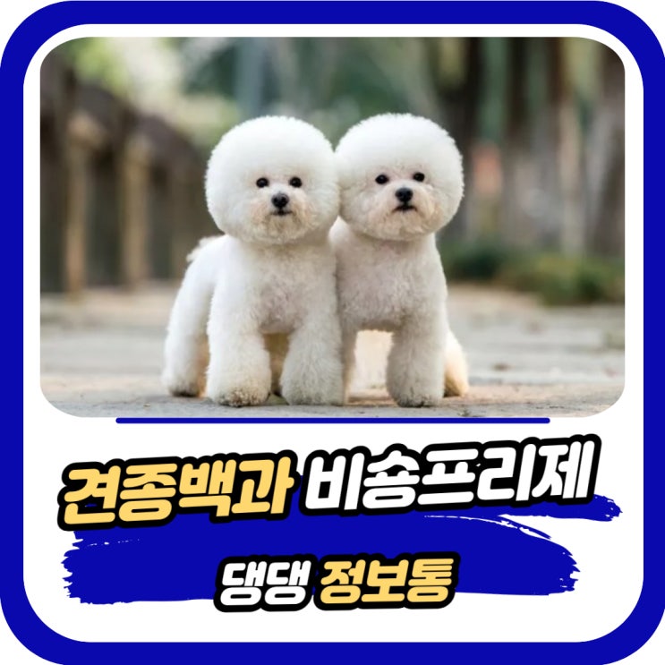  비숑프리제 기본정보 포토 성격 수명 특징 등