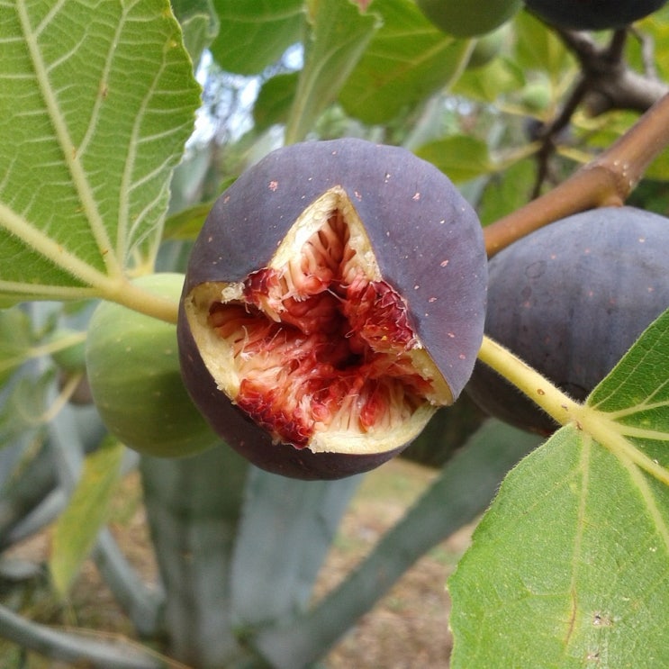무화과 풍요한 결실, 다산, 축복 : Fig tree