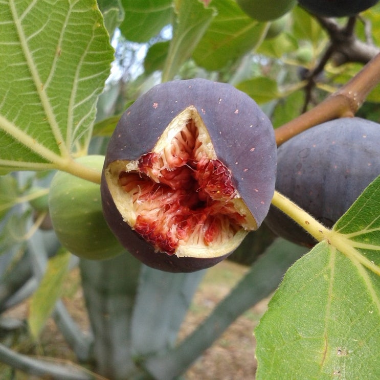  무화과 풍요한 결실, 다산, 축복 : Fig tree