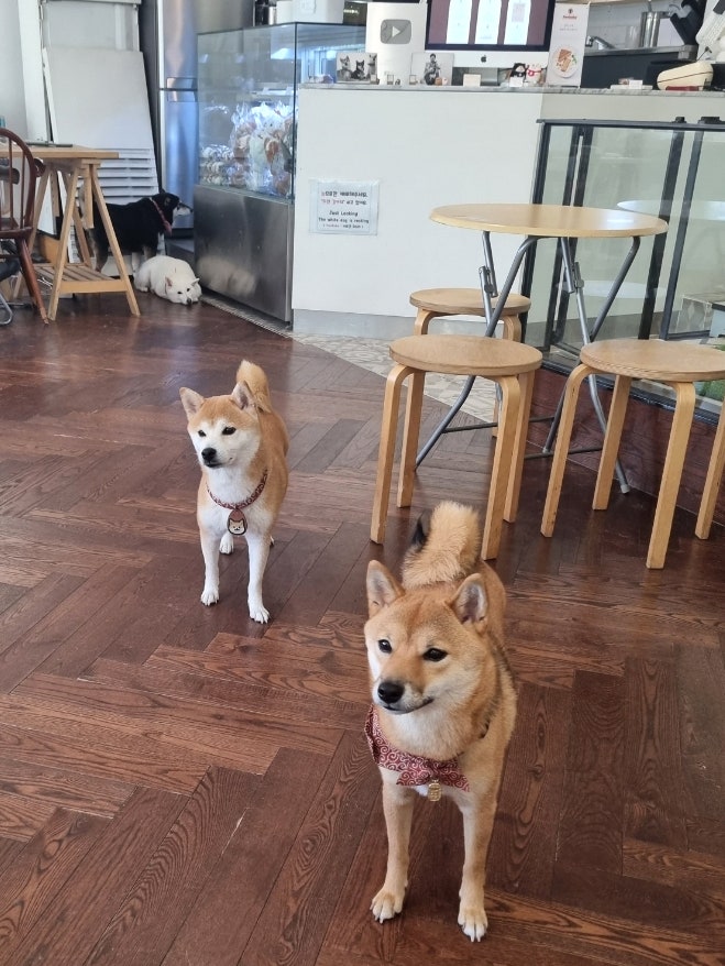  [서울 용산구] 더미쓰리 : 귀여운 시바견 카페 (이태원, 녹사평역 카페)