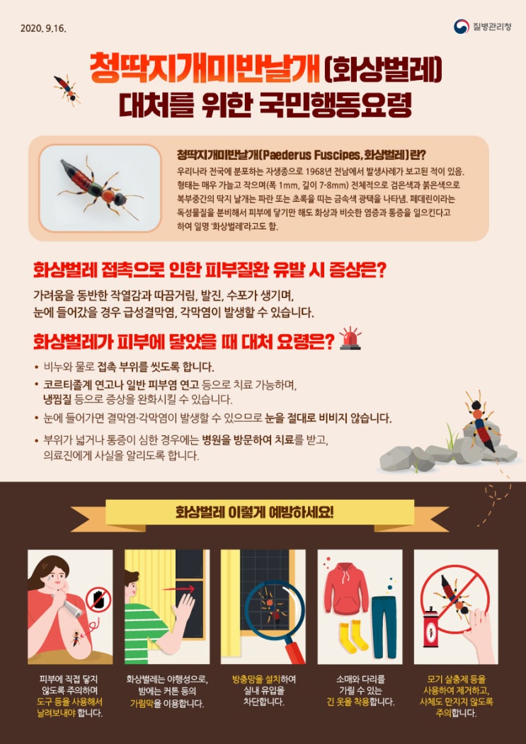  방역전문업체 싹잡아방역과 함께하는 잼버리를 휩쓴 화상벌레(청딱지개미반날개) 예방 및 대처요령