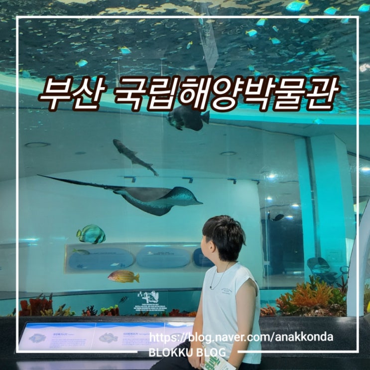  부산 국립해양박물관 - 주차, 입장료, 수족관, 기획전 리뷰