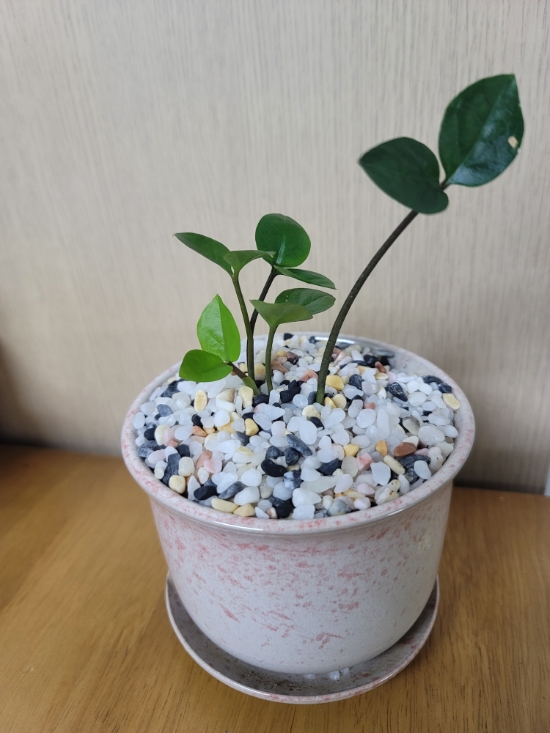  금전수 입양했어요