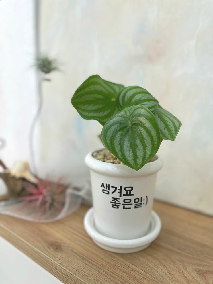  꽃피우니] 화곡동꽃집 레터링 화분 예약 후기 (ft. 강서구꽃집 추천)