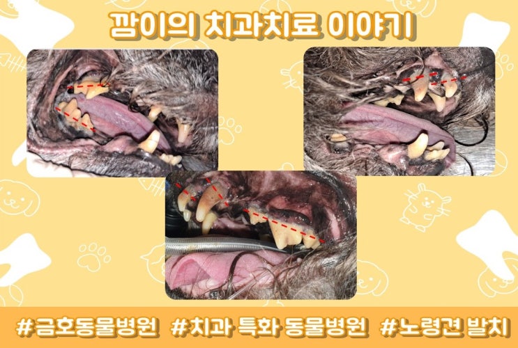  광주 강아지 치과 - 노령견도 치과치료가 가능할까요? [광주 치과 동물병원, 금호동 동물병원, 강아지 치주질환, 강아지 치주염, 강아지 발치, 노령견 발치]