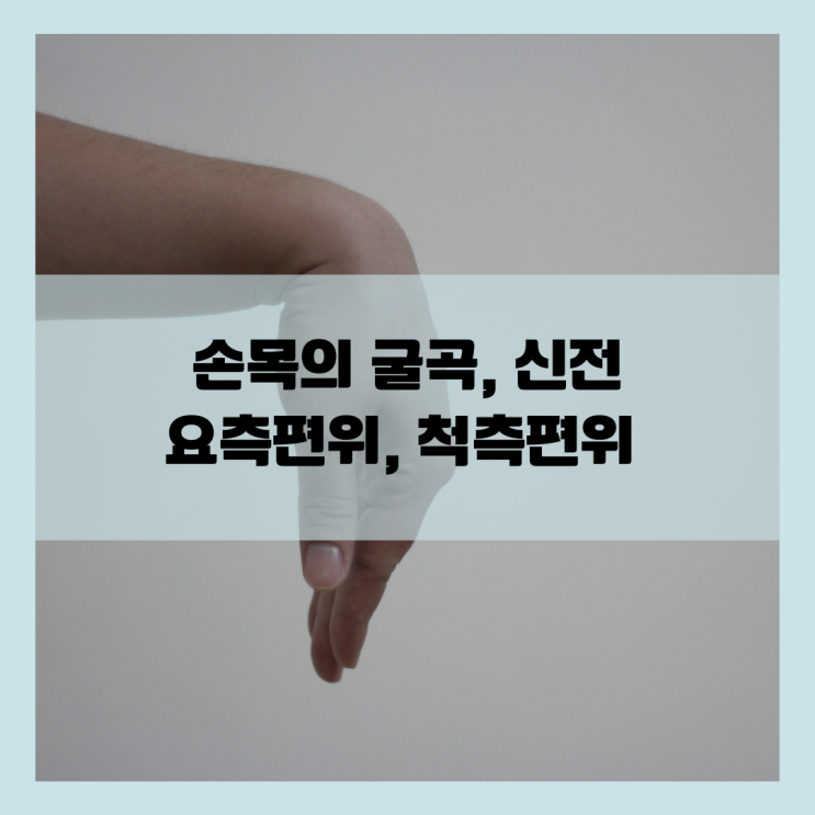 손목의 굴곡, 신전, 요측편위, 척측편위