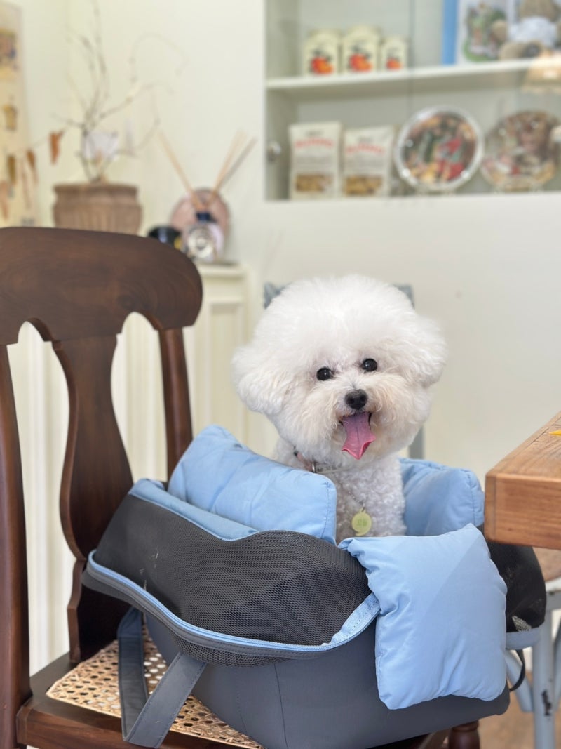 광주 월산동 애견미용실 비촌다움을 방문한 솔직후기입니다.