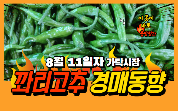  [경매사 일일보고] 8월 11일자 가락시장 꽈리고추 경매동향을 살펴보겠습니다!