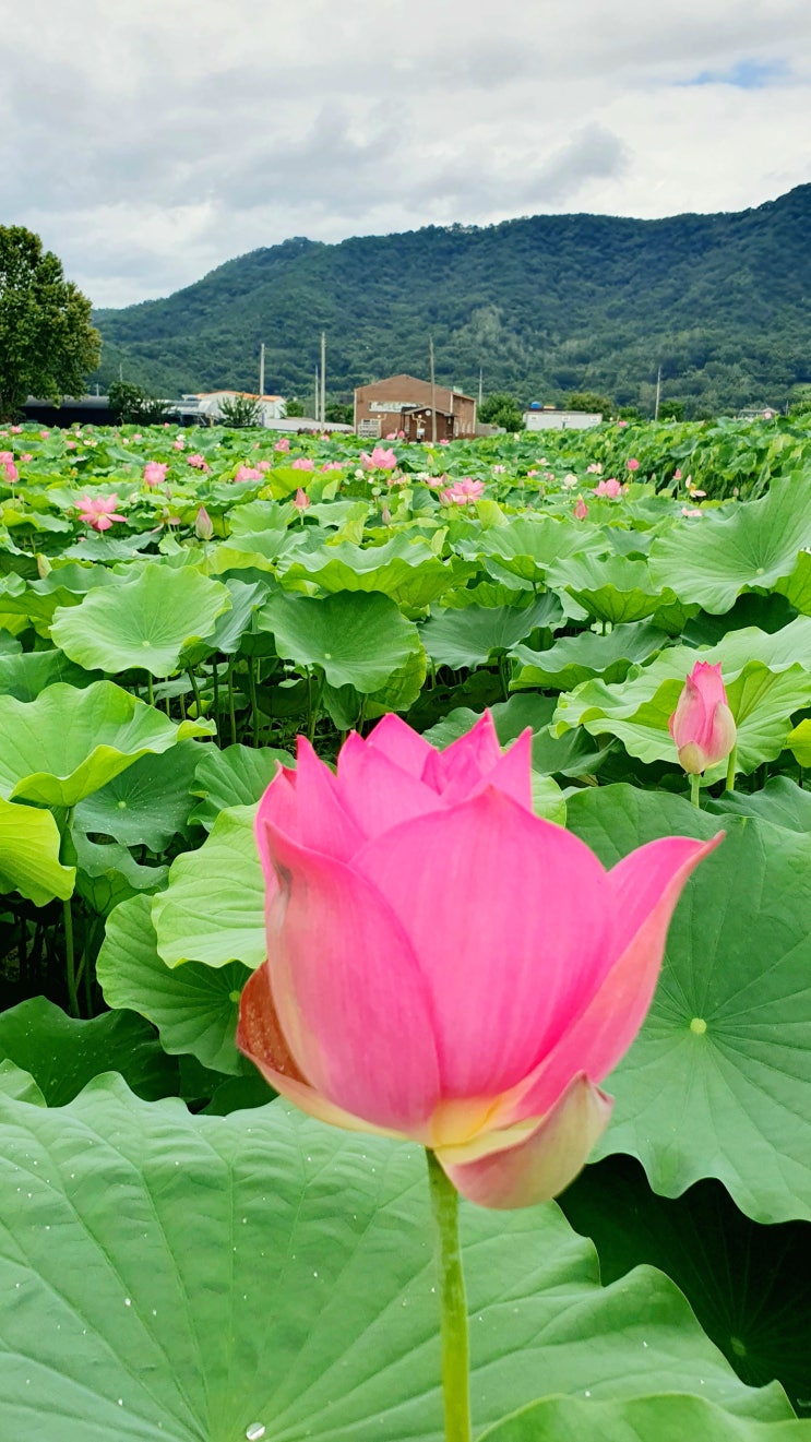  부산 근교 여행지 밀양 연꽃단지 아리나 연극촌 앞 국수맛집 밀양식당